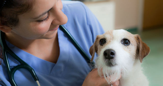 Sok civil szervezet foglalkozik állatvédelemmel