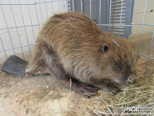 NOÉ Állatotton - egy 17. kerületből mentett hód