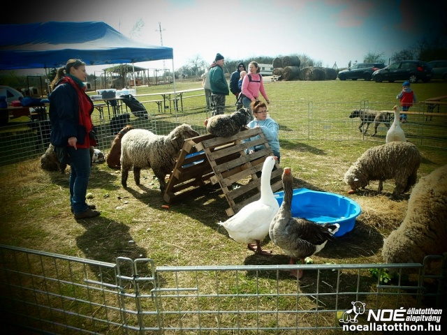 Rendezvény a NOÉ Állatotthonban